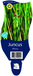 Juncus effusus ; P11