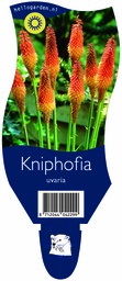 Kniphofia uvaria ; P11