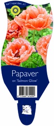Papaver or. 'Salmon Glow' ; P11