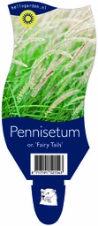 Pennisetum or. 'Fairy Tails' ; P11