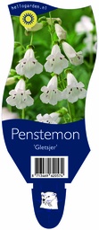 Penstemon 'Gletsjer' ; P11