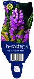 Physostegia virg. 'Bouquet Rose' ; P11