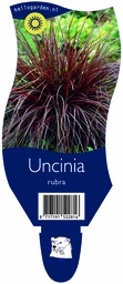 Uncinia rubra ; P11