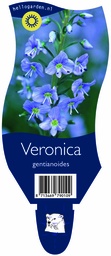 Veronica gentianoides  ; P11