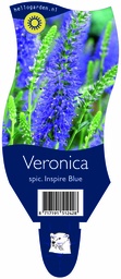 Veronica spic. Inspire Blue ; P11