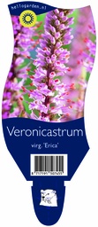 Veronicastrum virg. 'Erica' ; P11