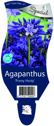 Agapanthus 'Pretty Heidy' ; P11