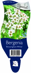 Bergenia 'Bressingham White' ; P11