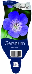 Geranium 'Rozanne' ; P11