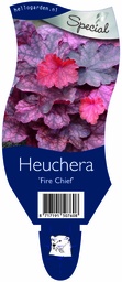 Heuchera 'Fire Chief' ; P11