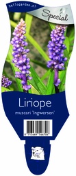 Liriope muscari 'Ingwersen' ; P11