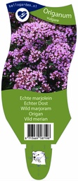 Origanum vulgare ; P11