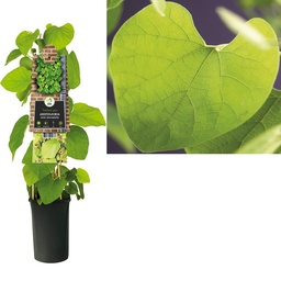 Aristolochia durior (macrophylla) ; S-pot 4stok55