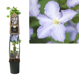 Clematis 'Blue Angel' ; SKpot 4stok120