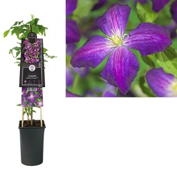 Clematis 'Jackmanii Purpurea'® ; S-pot 4stok55