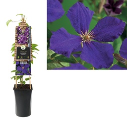 Clematis 'Jackmanii' ; S-pot 4stok55