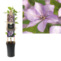 Clematis 'Margaret Hunt' ; S-pot 4stok55