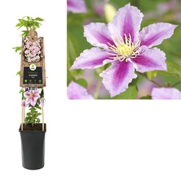 Clematis 'Piilu' ; S-pot 4stok55