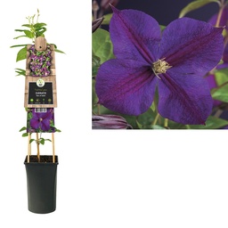 Clematis 'Star of India' ; S-pot 4stok55