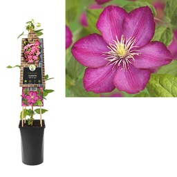 Clematis 'Ville de Lyon' ; S-pot 4stok55