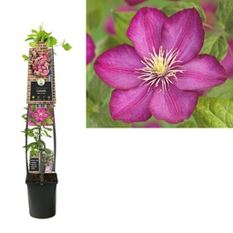 Clematis 'Ville de Lyon' ; SKpot 4stok120