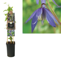 Clematis alpina ; S-pot 4stok55