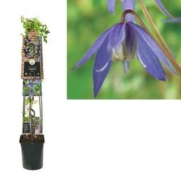 Clematis alpina ; SKpot 4stok120