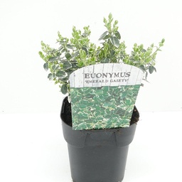 Euonymus for. 'Emerald Gaiety' ; vp 2,0L  20/+