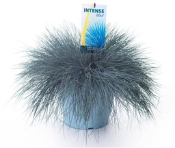 Festuca glauca 'Intense Blue'® ; dp30  40/60