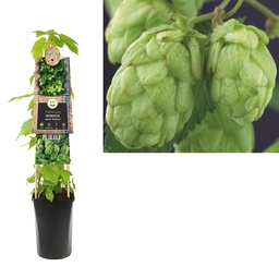 Humulus lupulus 'Nordbrau' ; S-pot 4stok55