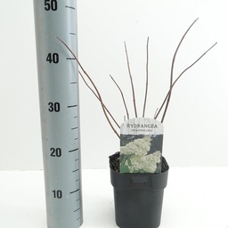 Hydrangea pan. 'Grandiflora' ; vp 2,0L  30/+
