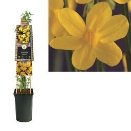 Jasminum nudiflorum ; S-pot 4stok55