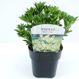 Pieris j. 'Prelude' ; vp 2,0L  20/+