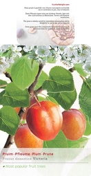 Prunus d. 'Victoria' ; p31 180-sta 275/+