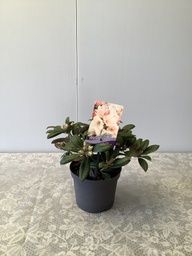 Rhododendron 'Dusty Miller' ; c 2  20/25