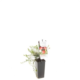 Vaccinium macrocarpon 'Cranberry' ; VP2rp stok60
