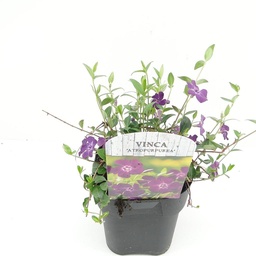 Vinca minor 'Atropurpurea' ; vp 2,0L