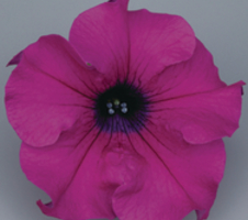 Petunia x hybrida Surfinia® Giant Purple