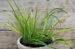 Puur Acorus gramineus 'Licorice' ; Zoethoutgras