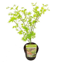 Acer pal. 'Going Green'® ; c 3 40/60