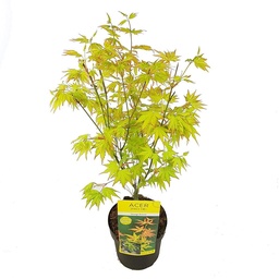 Acer pal. 'Orange Dream' ; c 3  50/60