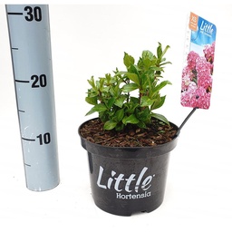 Hydrangea m. 'Little Pink' ; c 2  10/15