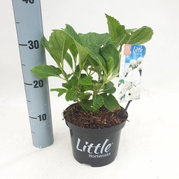 Hydrangea m. 'Little White' ; c 2  10/15