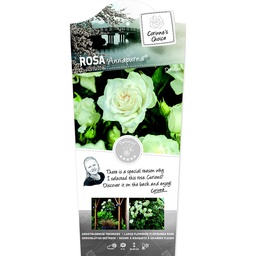 Rosa 'Annapurna'® ; C3rp