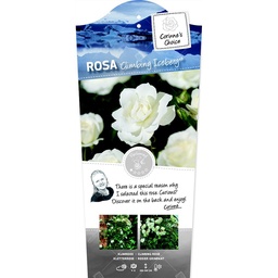 Rosa 'Climbing Iceberg'® ; C3rp stok100  70/80