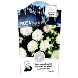 Rosa 'Crystal Fairy'® ; C2rp