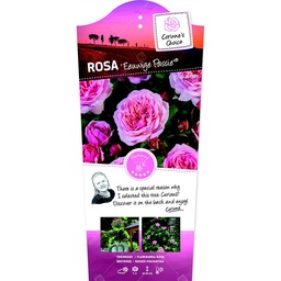 Rosa 'Eeuwige Passie'® ; C3rp