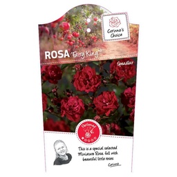 Rosa 'Fairy King'® ; C2rp