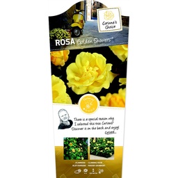Rosa 'Golden Showers'® ; C3rp stok100  70/80