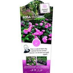 Rosa 'Mary Rose'® ; C3rp